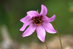 Dahlia australis