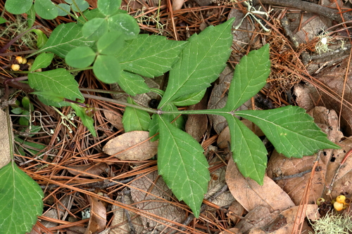 Dahlia australis, photograph 2