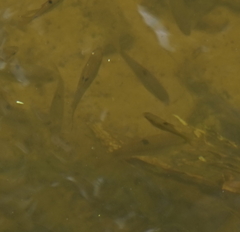 Actinopterygii