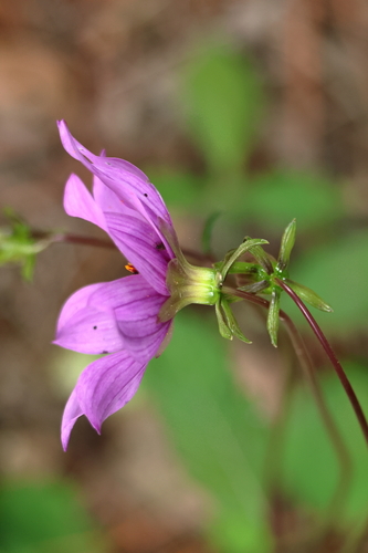 Dahlia australis, photograph 1