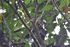 White-Tailed Tyrannulet photo 2