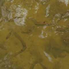 Actinopterygii