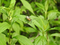 Sephina