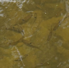 Actinopterygii