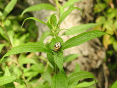 Sephina