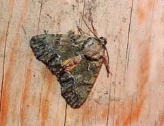 Polyphaenis sericata