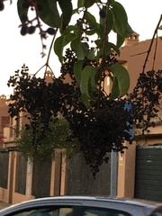 Oleaceae
