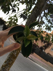 Oleaceae