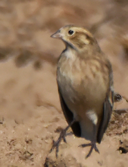 Calcarius ornatus