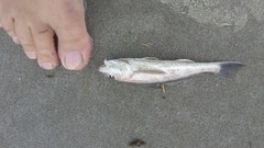 Menticirrhus americanus
