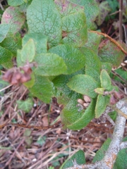 Teucrium scorodonia
