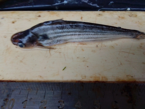 Striped schilbe (Schilbe multitaeniatus) — Schilbeidae — 4