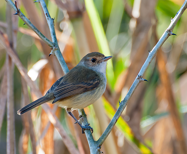 Fulvous-crowned Scrub-Tyrant photo