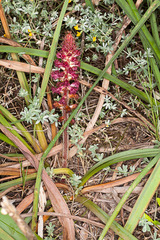 Orobanche sanguinea