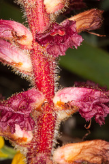 Orobanche sanguinea