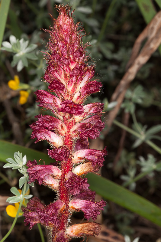 Bloody Broomrape