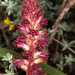 Bloody Broomrape - Photo (c) Drepanostoma, some rights reserved (CC BY-NC), uploaded by Drepanostoma