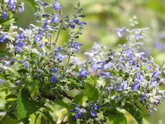 Salvia melissodora