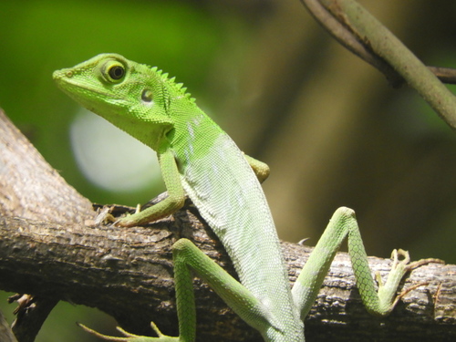 Green Crested Lizard