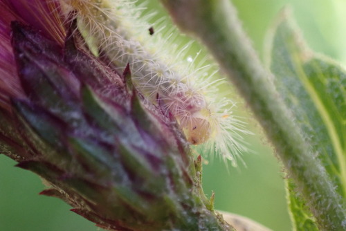 Ironweed Plume Moth photo 4