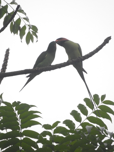 Long-tailed Parakeet