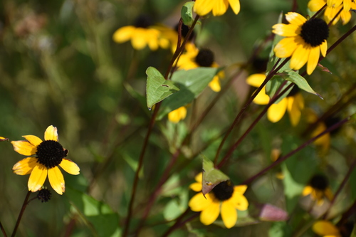 Rudbeckia triloba