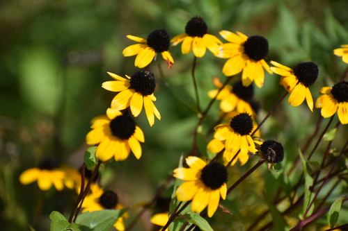 Rudbeckia triloba