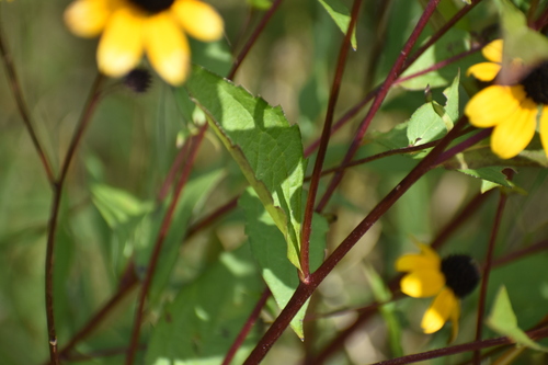 Rudbeckia triloba