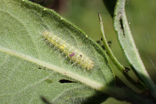 Ironweed Plume Moth photo 2