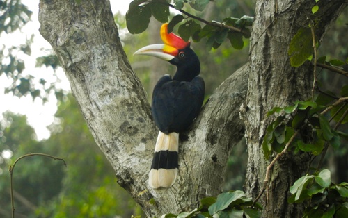 Rhinoceros Hornbill