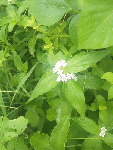 Tropical Girdlepod
