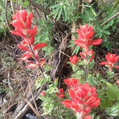 Castilleja cryptandra