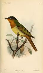 Rufous-Breasted Flycatcher photo 2