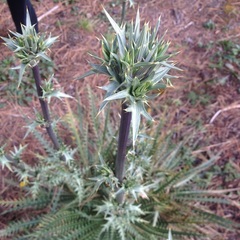 Eryngium alternatum