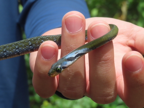 Black Copper Rat Snake