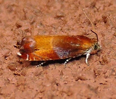 Ancylis apicana