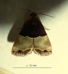 Ozarba hemiochra