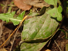 Golovinomyces sordidus