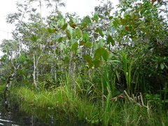 Montrichardia linifera