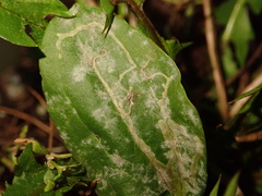 Phytomyza plantaginis