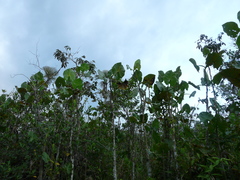 Montrichardia linifera