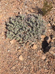 Grusonia grahamii