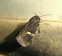 Athetis albirena