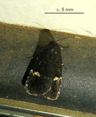 Athetis albirena