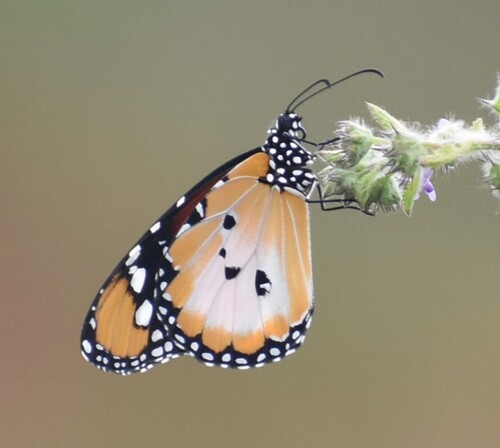 Plain Tiger Butterfly