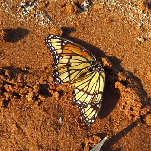 Viceroy