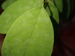 Erysiphe palczewskii
