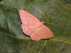 Rhodostrophia calabra