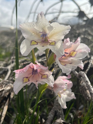 Crude Swordlily (Gladiolus rudis)