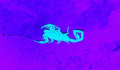 Centruroides exilicauda